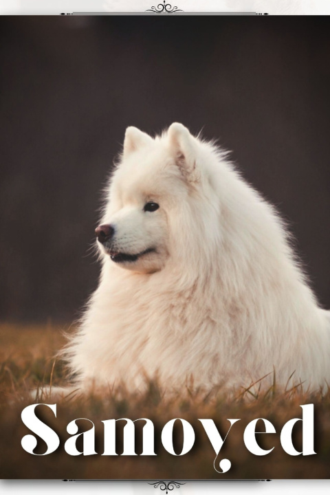 Kniha Samoyed Nina Pustova