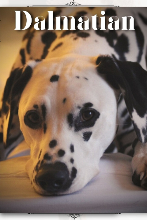 Kniha Dalmatian Nina Pustova