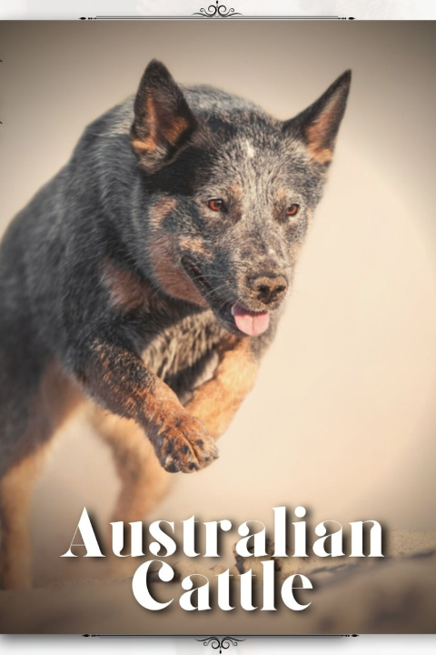 Kniha Australian Cattle Nina Pustova