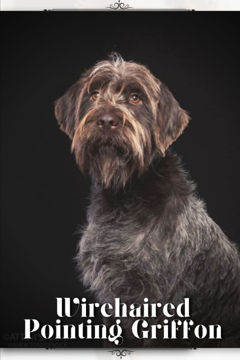 Kniha Wirehaired Pointing Griffon Nina Pustova
