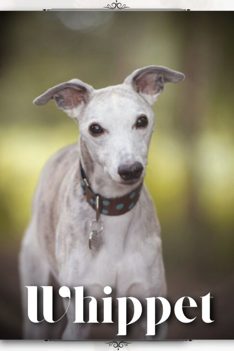 Knjiga Whippet Nina Pustova