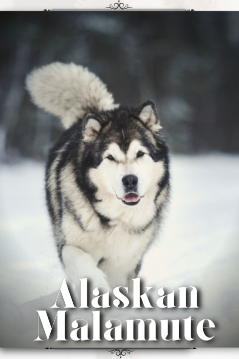 Buch Alaskan Malamute Nina Pustova