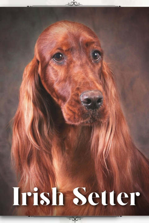Kniha Irish Setter Nina Pustova
