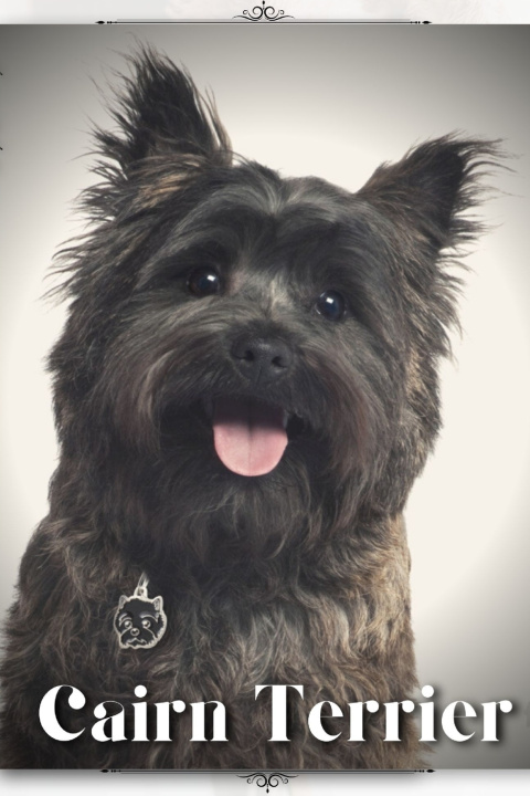 Knjiga Cairn Terrier Nina Pustova
