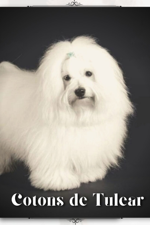 Kniha Cotons de Tulear Nina Pustova