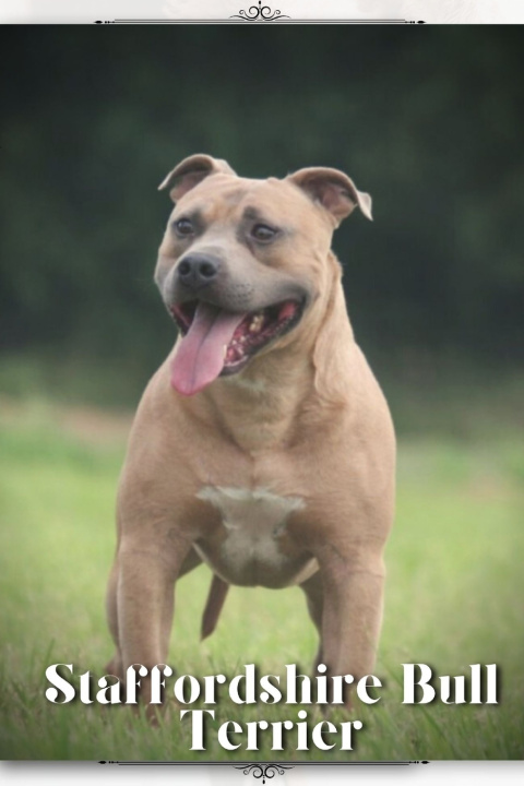 Kniha Staffordshire Bull Terrier Nina Pustova
