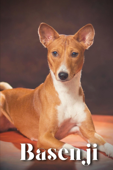 Kniha Basenji Nina Pustova