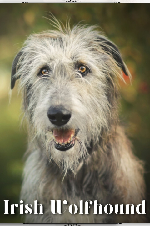 Kniha Irish Wolfhound Nina Pustova