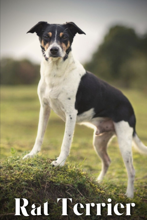 Kniha Rat Terrier Nina Pustova