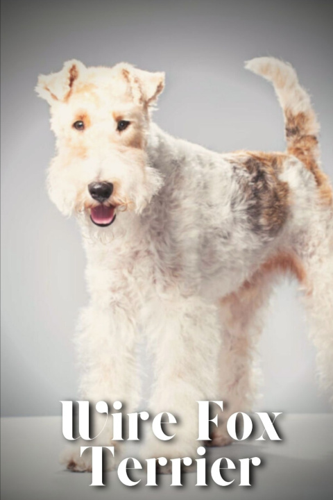 Kniha Wire Fox Terrier Nina Pustova