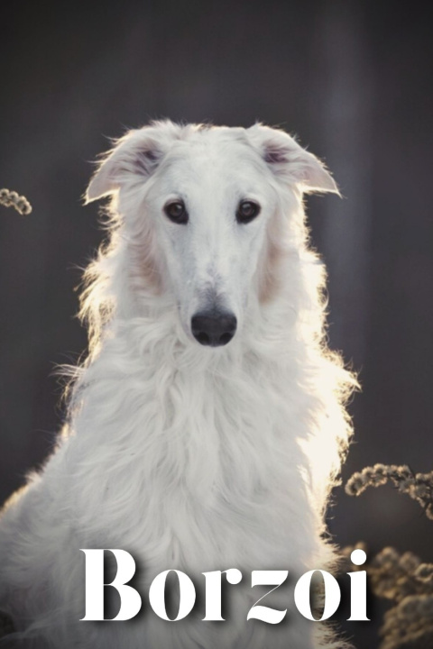 Kniha Borzoi Nina Pustova