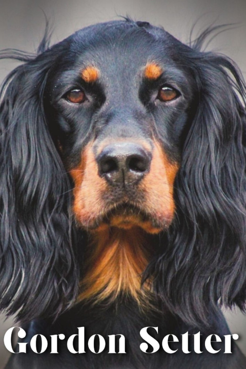 Kniha Gordon Setter Nina Pustova