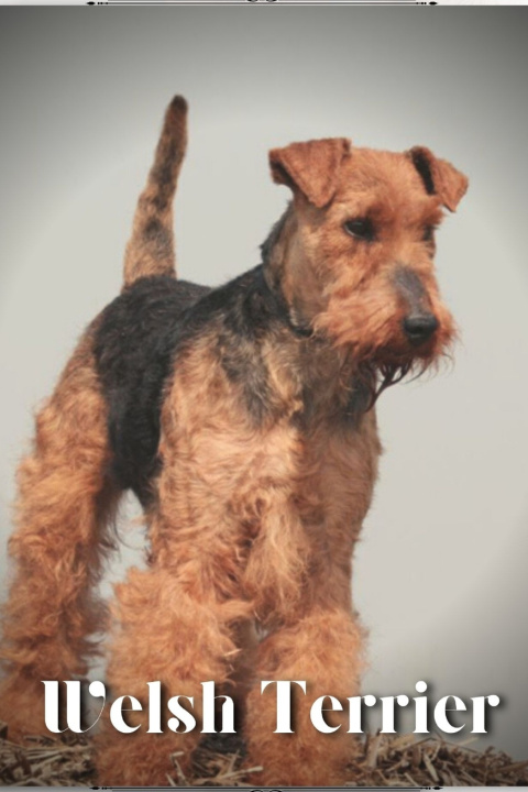 Kniha Welsh Terrier Nina Pustova