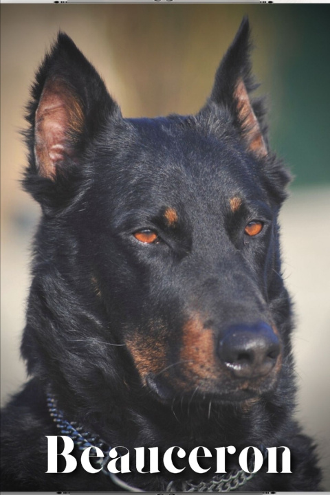 Buch Beauceron Nina Pustova