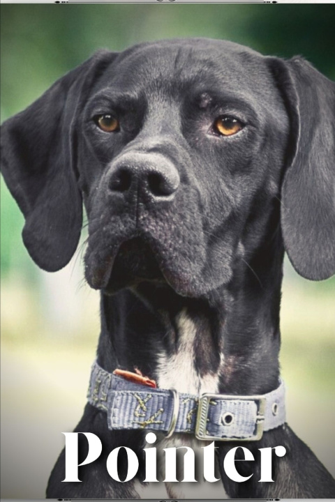 Knjiga Pointer Nina Pustova