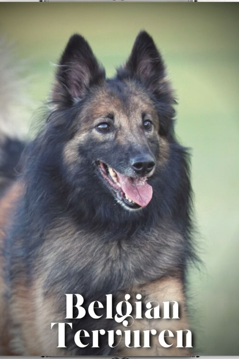 Kniha Belgian Tervuren Nina Pustova