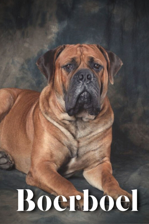 Kniha Boerboel Nina Pustova
