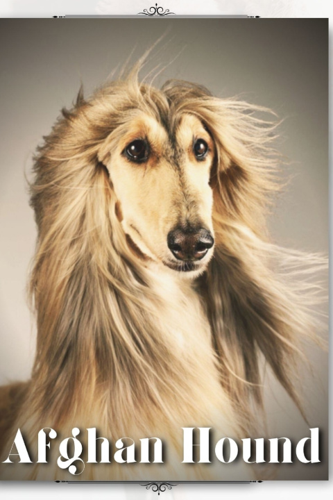 Kniha Afghan Hound Nina Pustova