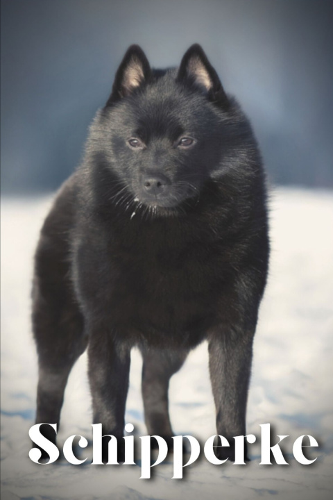 Kniha Schipperke Nina Pustova
