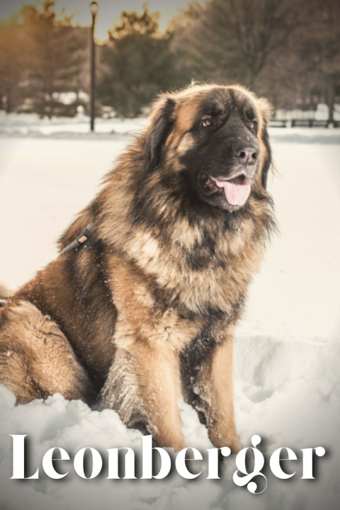 Kniha Leonberger Nina Pustova