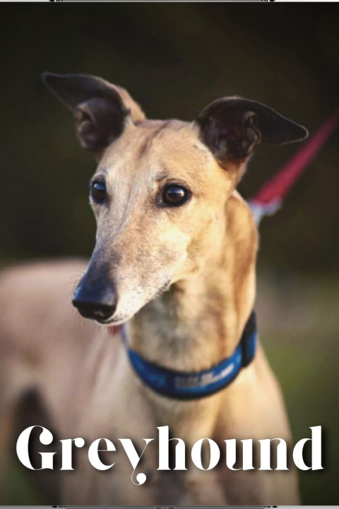 Kniha Greyhound Nina Pustova