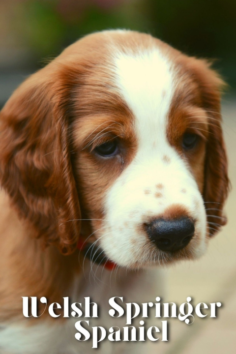 Kniha Welsh Springer Spaniel Nina Pustova
