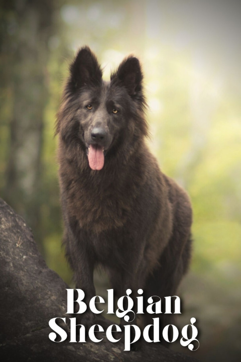 Kniha Belgian Sheepdog Nina Pustova