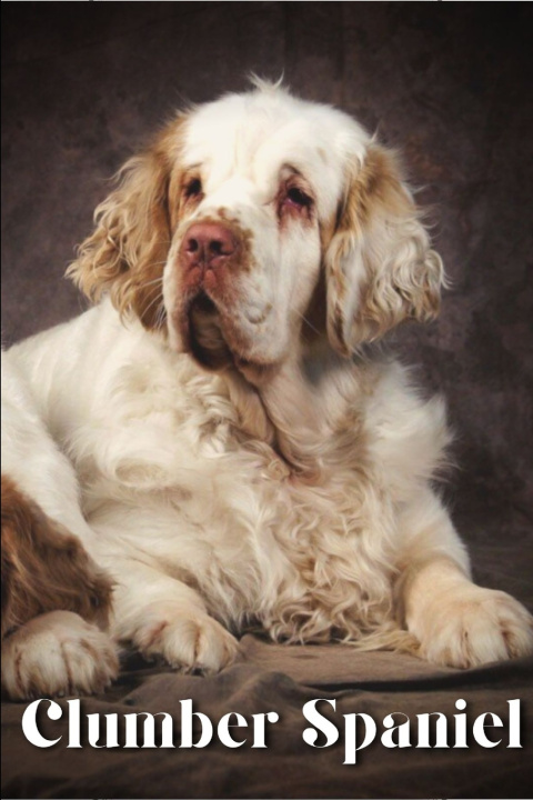 Kniha Clumber Spaniel Nina Pustova