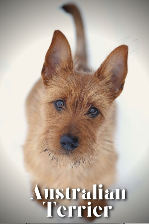 Kniha Australian Terrier Nina Pustova
