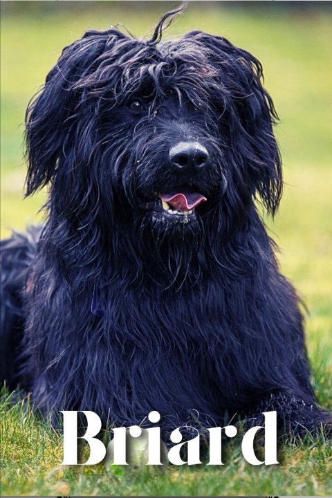 Kniha Briard Nina Pustova