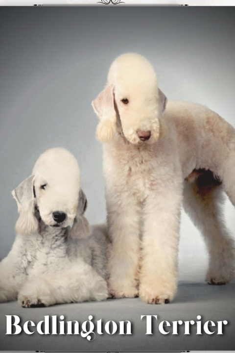 Buch Bedlington Terrier Nina Pustova