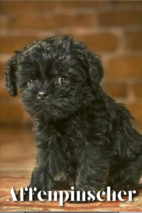 Kniha Affenpinscher Nina Pustova