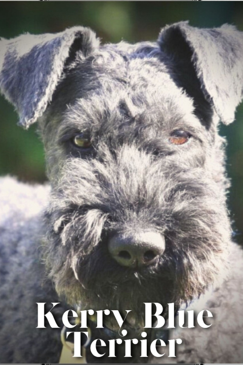 Kniha Kerry Blue Terrier Nina Pustova