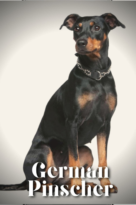 Kniha German Pinscher Nina Pustova
