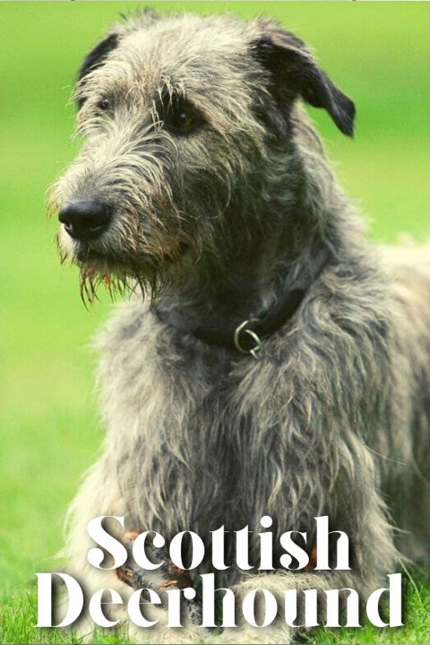 Knjiga Scottish Deerhound Nina Pustova