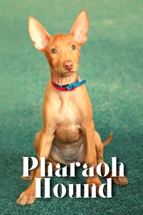 Kniha Pharaoh Hound Nina Pustova