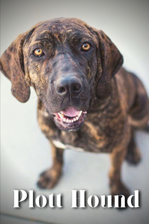 Kniha Plott Hound Nina Pustova