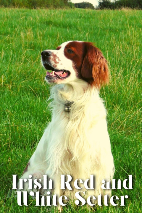 Kniha Irish Red and White Setter Nina Pustova