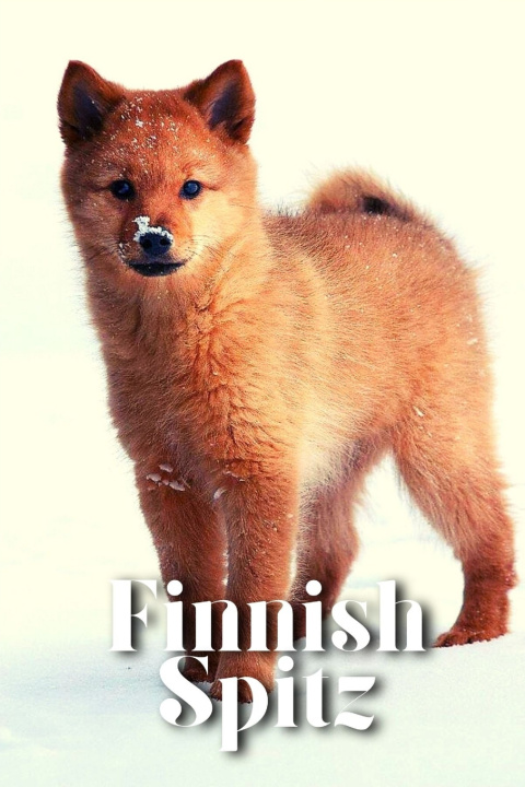 Kniha Finnish Spitz Nina Pustova