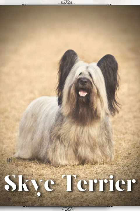 Kniha Skye Terrier Nina Pustova