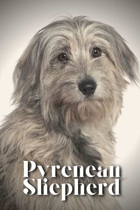 Kniha Pyrenean Shepherd Nina Pustova