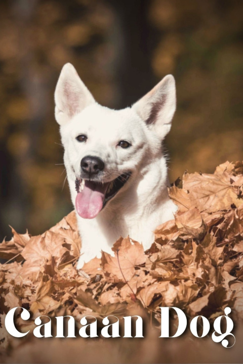 Kniha Canaan Dog Nina Pustova