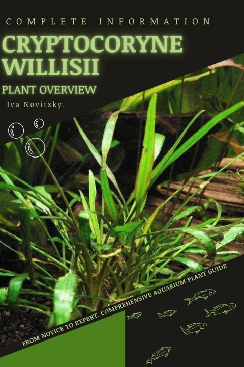 Kniha Cryptocoryne Willisii Iva Novitsky