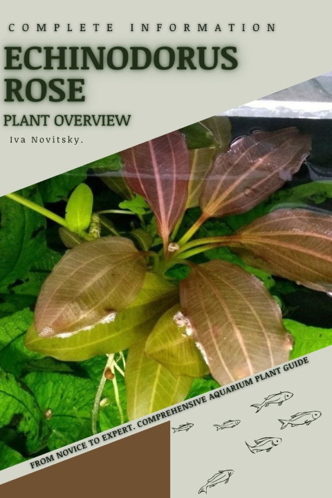 Kniha Echinodorus Rose Iva Novitsky
