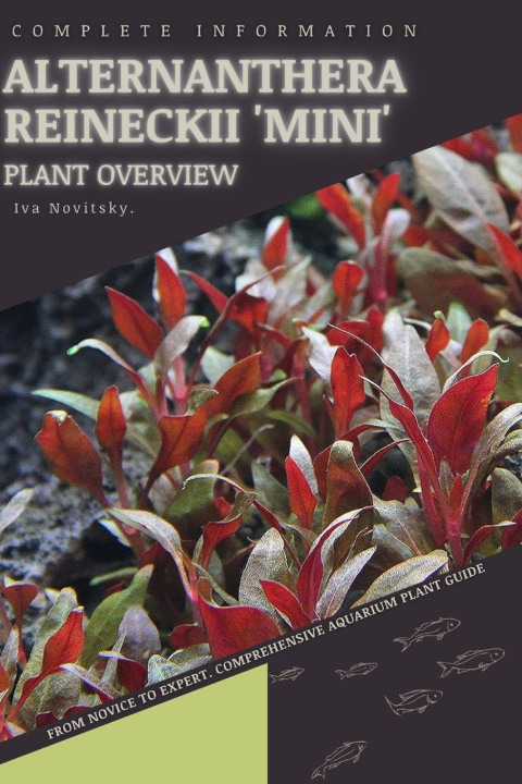 Kniha Alternanthera Reineckii 'Mini' Iva Novitsky