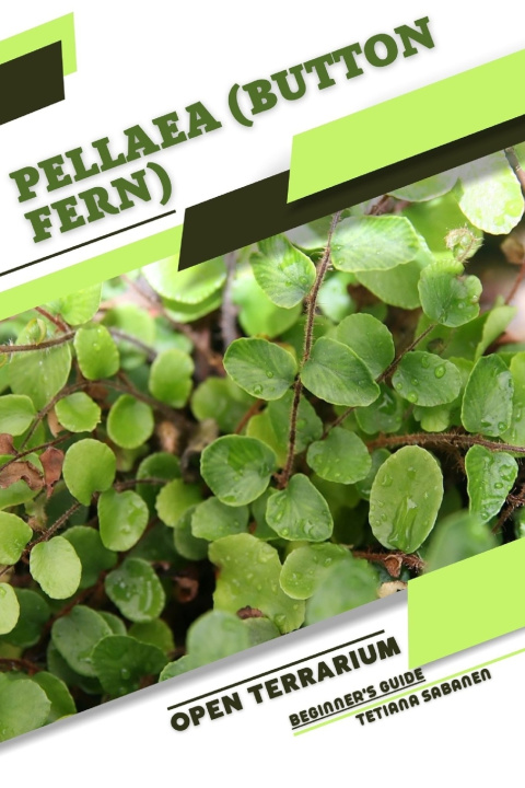 Kniha Pellaea (Button Fern) Tetiana Sabanen