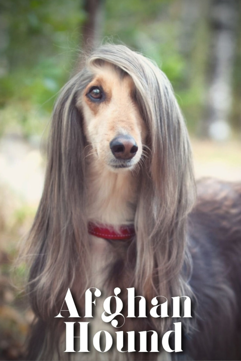 Kniha Afghan Hound Nina Pustova