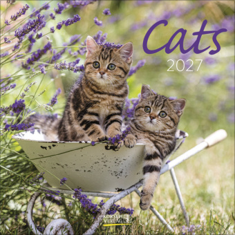 Kalendár/Diár Cats 2027 Korsch Verlag