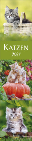 Calendar/Diary Katzen Langplaner 2027 Korsch Verlag