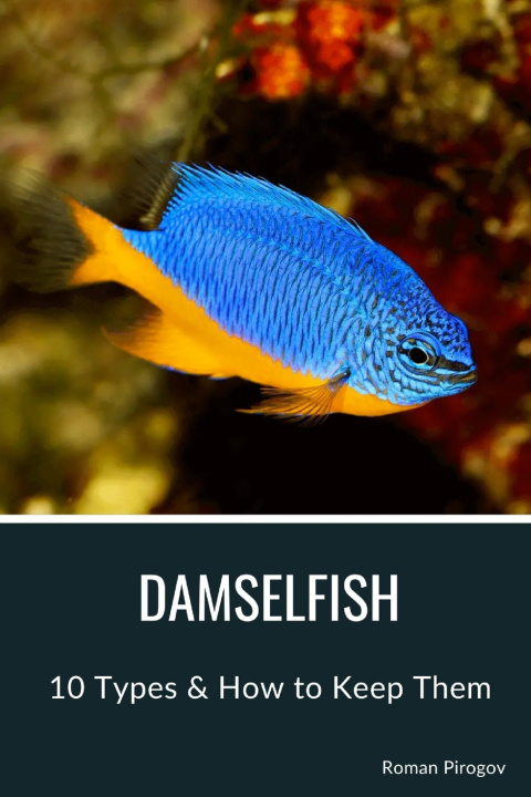 Kniha Damselfish Roman Pirogov